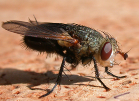 Archytas sp. Archytas sp.